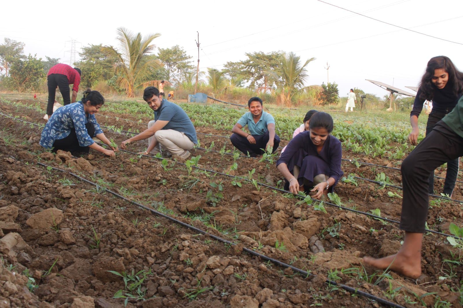 Participants planting seedlings together in a field